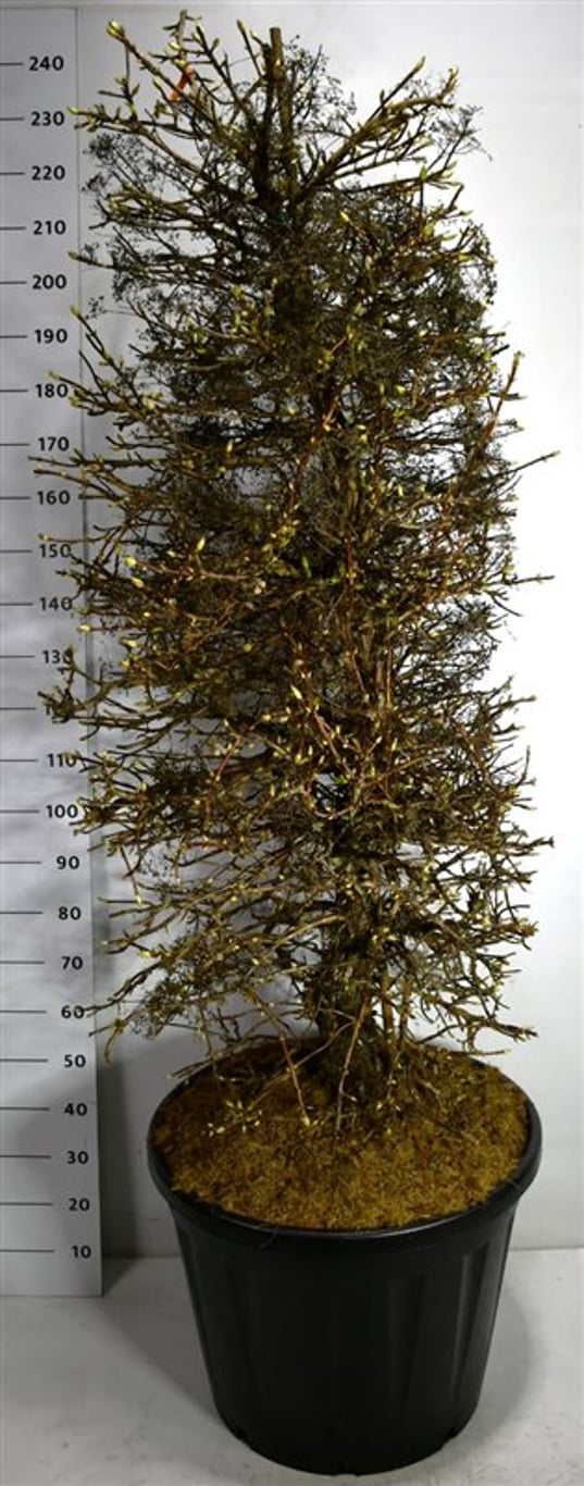 Hydrangea petiolaris - C130 160-180 CM